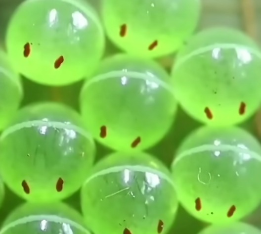 I want to make one of these as a character. These Stink Bug Eggs looks so cute | made w/ Imgflip meme maker