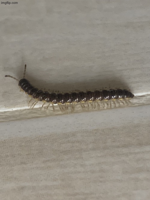 This is Kevin, he’s lwk chill (don’t worry he won’t harm you) | made w/ Imgflip meme maker