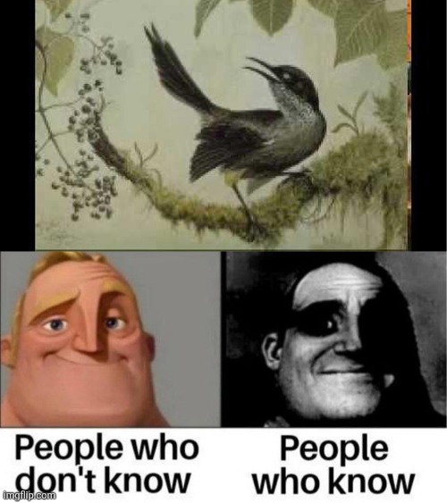 Kauai 'O'o | made w/ Imgflip meme maker