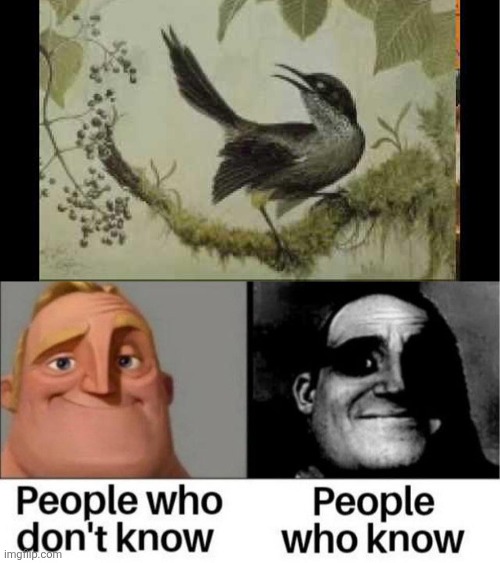 Kauai 'O'o.mp3 | made w/ Imgflip meme maker