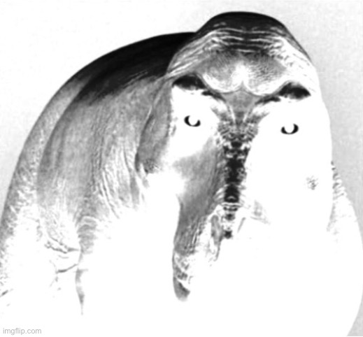 Brightscale Tyrannosaurus Rex. | image tagged in grayscale trex | made w/ Imgflip meme maker