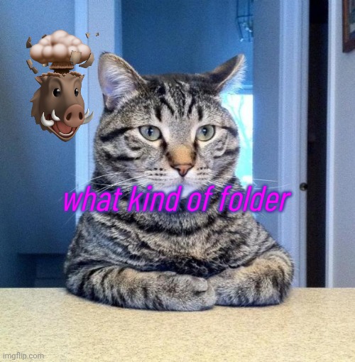 Serious Cat | what kind of folder | image tagged in serious cat | made w/ Imgflip meme maker