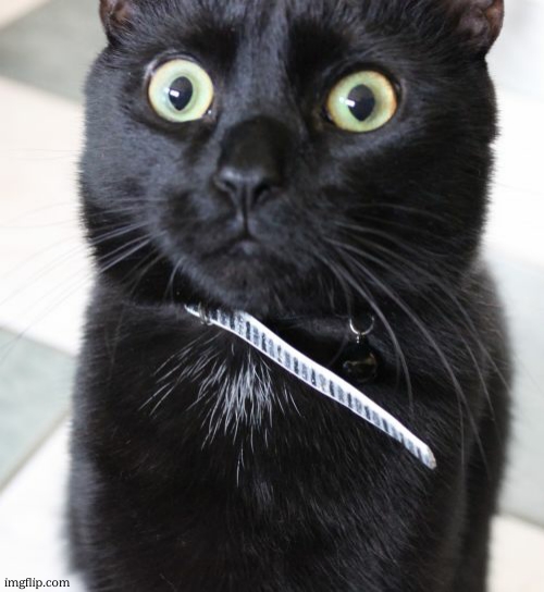 Woah Kitty Meme | image tagged in memes,woah kitty | made w/ Imgflip meme maker