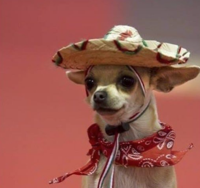 Spanish doggo Blank Meme Template