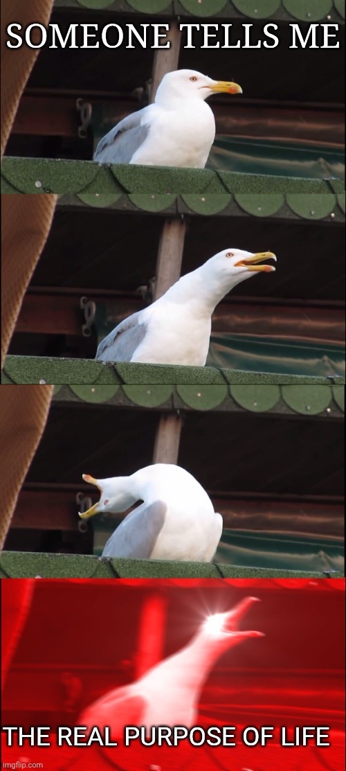 Inhaling Seagull | Someone tells me; The real purpose of life | image tagged in memes,inhaling seagull | made w/ Imgflip meme maker