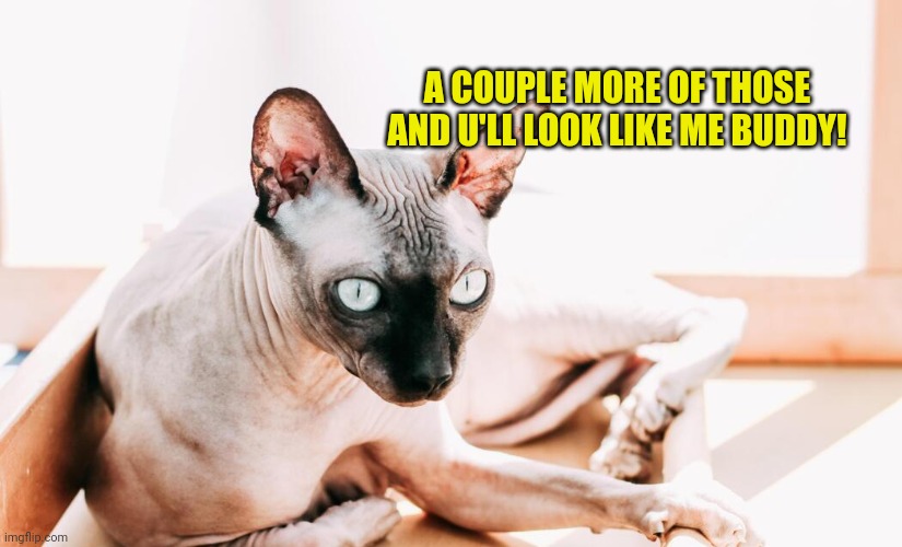 canadian-bald-cat-purebred-sphynx-wrinkled-pet-without-fur-photo | A couple more of those and u'll look like me buddy! | image tagged in canadian-bald-cat-purebred-sphynx-wrinkled-pet-without-fur-photo | made w/ Imgflip meme maker