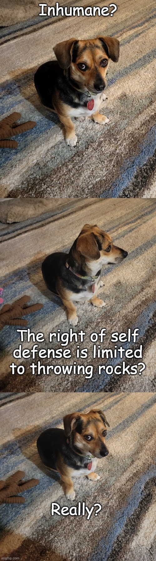 Skeptical Dog | Inhumane? The right of self defense is limited to throwing rocks? Really? | image tagged in skeptical dog | made w/ Imgflip meme maker