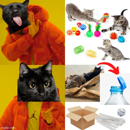 They'll play with everything except what we buy for them... | image tagged in memes,drake hotline bling,funny,cats | made w/ Imgflip meme maker