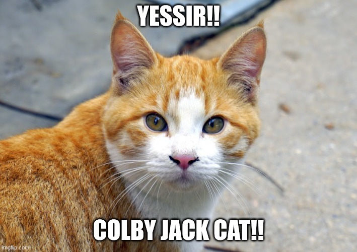 COLBY JACK CAT | Yessir!! Colby jack cat!! | image tagged in colby jack cat | made w/ Imgflip meme maker