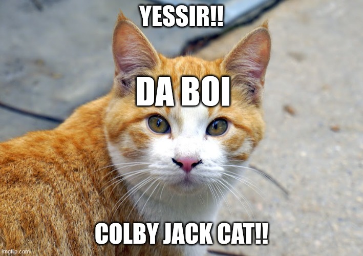 COLBY JACK CAT | Yessir!! da boi; Colby jack cat!! | image tagged in colby jack cat,remix | made w/ Imgflip meme maker