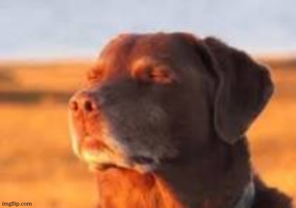 blissful dog | image tagged in blissful dog | made w/ Imgflip meme maker
