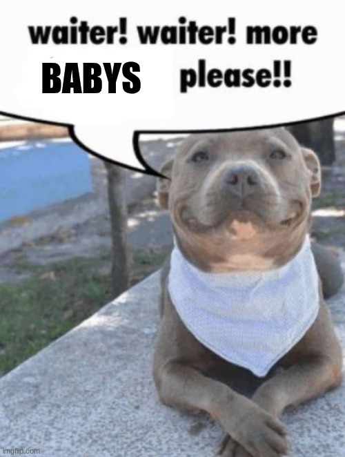I'm not sure if this been dun before so yeah :P | babys | image tagged in waiter pit bull | made w/ Imgflip meme maker