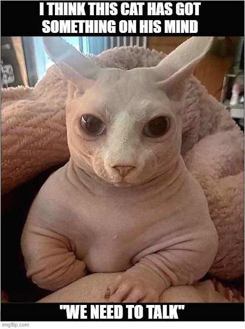 Is There Something Wrong ? | i think this cat has got
something on his mind; "we need to talk" | image tagged in cats,somethings wrong,need to talk | made w/ Imgflip meme maker