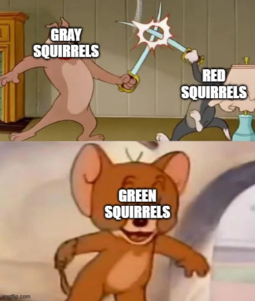 Shrek squirrels | Gray squirrels; red squirrels; green squirrels | image tagged in tom and spike fighting,squirrel,squirrels,praise squirrel | made w/ Imgflip meme maker