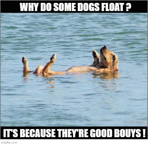 In Case You Were Wondering ... | why do some dogs float ? it's because they're good bouys ! | image tagged in dogs,bad pun,float,bouys | made w/ Imgflip meme maker