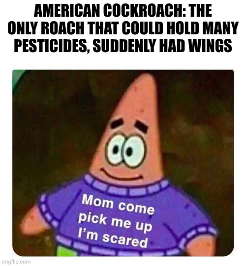 Patrick Mom come pick me up I'm scared | American Cockroach: the only roach that could hold many pesticides, suddenly had wings | image tagged in patrick mom come pick me up i'm scared | made w/ Imgflip meme maker