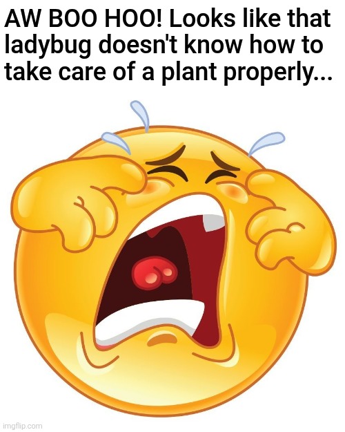 Hot take: The only Patrick I know is the funny dumb starfish we remembered. | AW BOO HOO! Looks like that ladybug doesn't know how to take care of a plant properly... | image tagged in boo hoo,crying,lu and the bally bunch,idk,drama | made w/ Imgflip meme maker