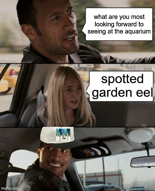 The Rock Driving | what are you most looking forward to seeing at the aquarium; spotted garden eel | image tagged in memes,the rock driving | made w/ Imgflip meme maker