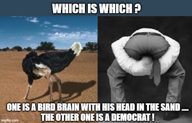 Ostrich and Democrat ... What's the Difference? | Which is which ? one is a bird brain with his head in the sand ....
the other one is a democrat ! | image tagged in ostrich jpg,democrat | made w/ Imgflip meme maker