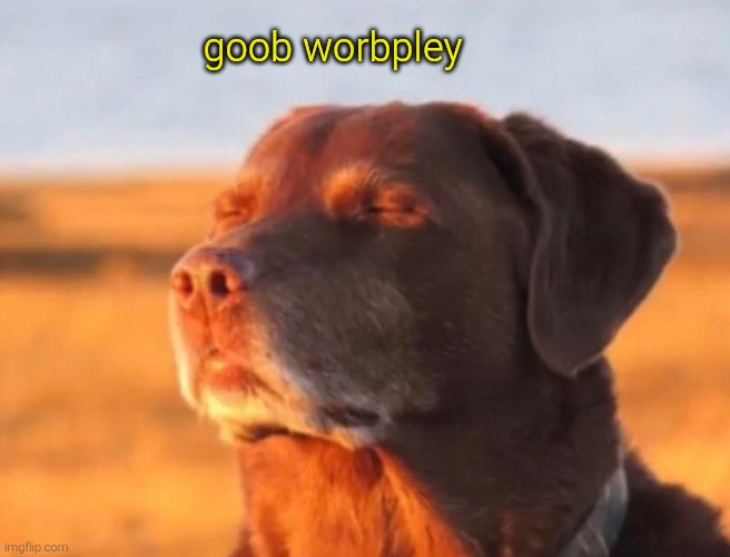 Dog accepting fate | goob worbpley | image tagged in dog accepting fate | made w/ Imgflip meme maker