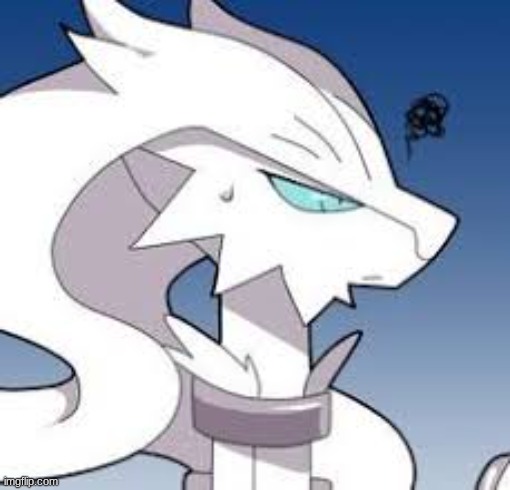 grumpy reshiram | image tagged in grumpy reshiram | made w/ Imgflip meme maker