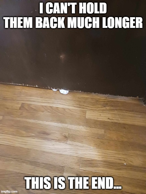 i can't hold them back much longer; this is the end... | image tagged in cats,funny,invasion,this is the end | made w/ Imgflip meme maker