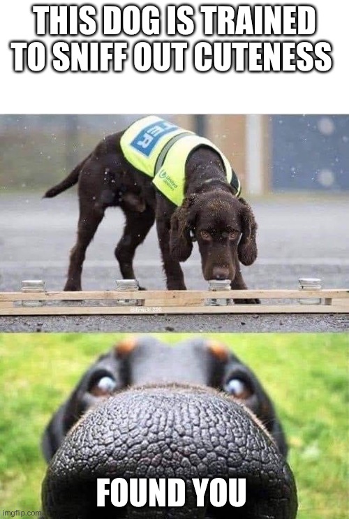random pictures | this dog is trained to sniff out cuteness; found you | image tagged in this dog is trained to sniff out x,random | made w/ Imgflip meme maker