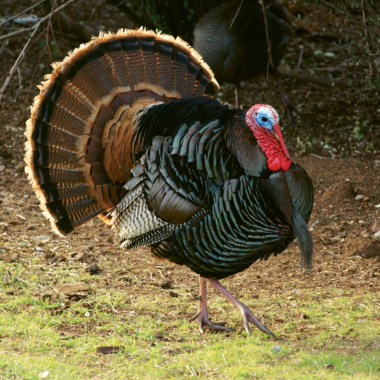 A Turkey Must Die Blank Meme Template