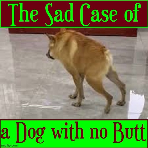 No Butts about it | image tagged in vince vance,dogs,butts,memes,funny dog memes,cursed image | made w/ Imgflip meme maker