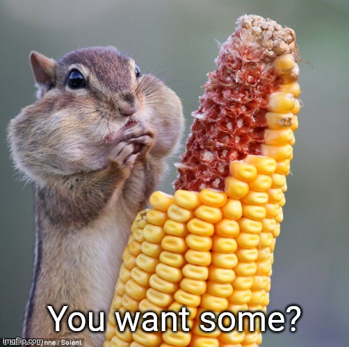 chipmunk full cheeks | You want some? | image tagged in chipmunk full cheeks | made w/ Imgflip meme maker
