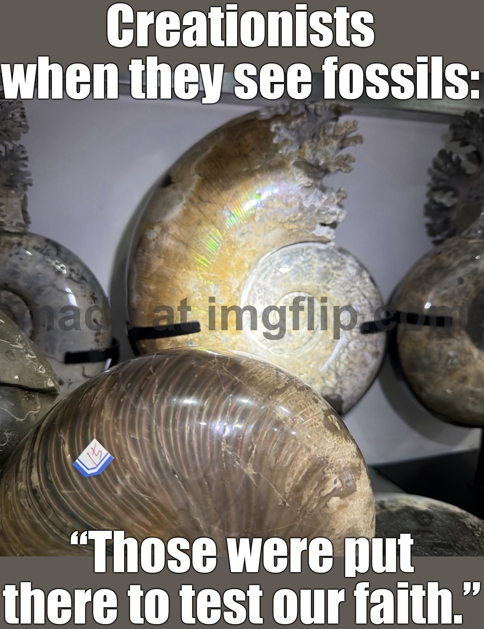 CREATIONISM: "GOD MADE IT"; NATURE: "HOLD MY AMMONITE CRYSTAL" | Creationists when they see fossils:; “Those were put there to test our faith.” | image tagged in natural rainbow ammonite fossil olecranon conch crystal mineral,creationism,evolution,atheism,anti-religion,universe | made w/ Imgflip meme maker