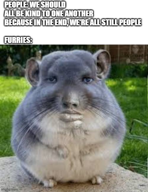 *plays "Am I Wrong?" by Nico & Vinz* | People: we should all be kind to one another 
because in the end, we're all still people
 
furries: | image tagged in grey chinchilla meme,bruh,furry,lol so funny,not racist,bro | made w/ Imgflip meme maker