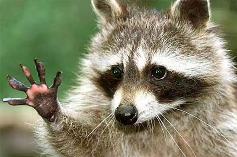 Save the Racoons. Blank Meme Template