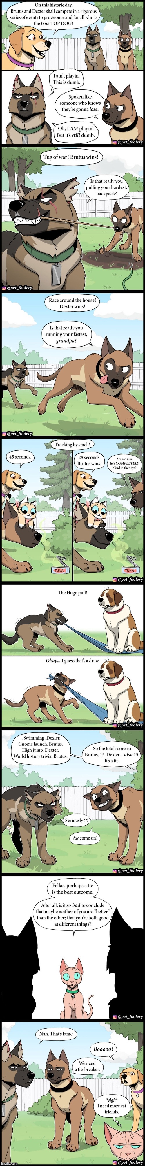 Brutus and Dexter compete for Top Dog! | image tagged in cats,dogs,events,games,competition,tie | made w/ Imgflip meme maker