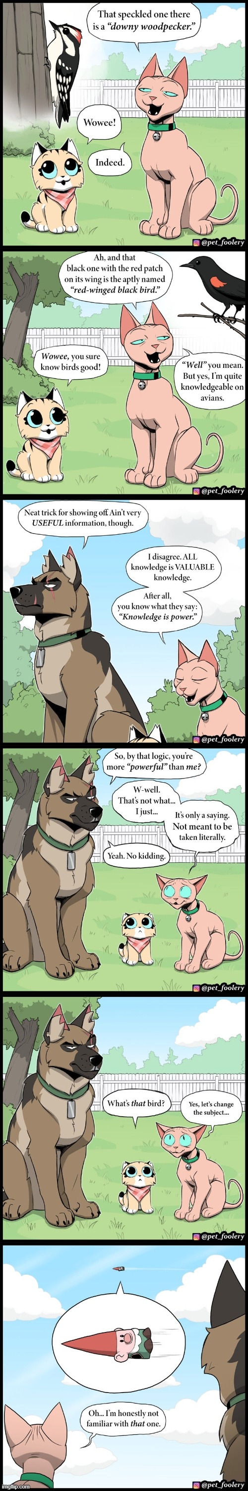 image tagged in dog,cats,birds,bird watching,knowledge is power,gnome | made w/ Imgflip meme maker