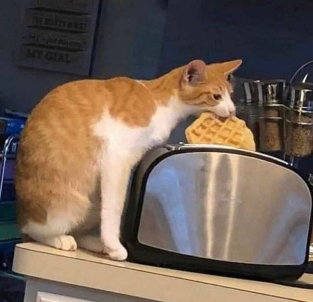 cat eat waffle Blank Meme Template
