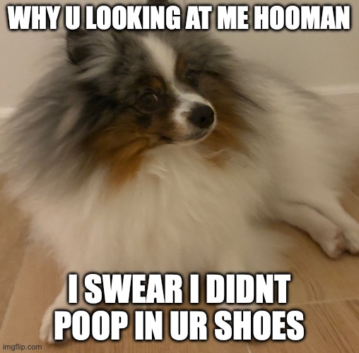 pom | why u looking at me hooman; i swear i didnt poop in ur shoes | image tagged in img_0483 jpeg | made w/ Imgflip meme maker