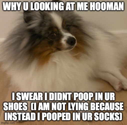 pom | why u looking at me hooman; i swear i didnt poop in ur shoes  (i am not lying because instead i pooped in ur socks) | image tagged in img_0483 jpeg | made w/ Imgflip meme maker