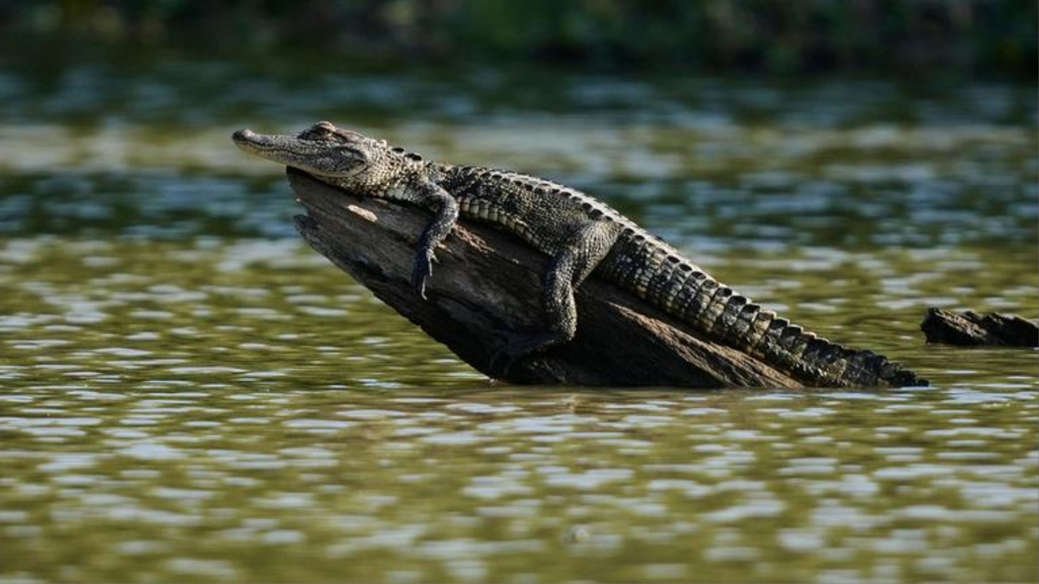 Relaxec crocodile Blank Meme Template