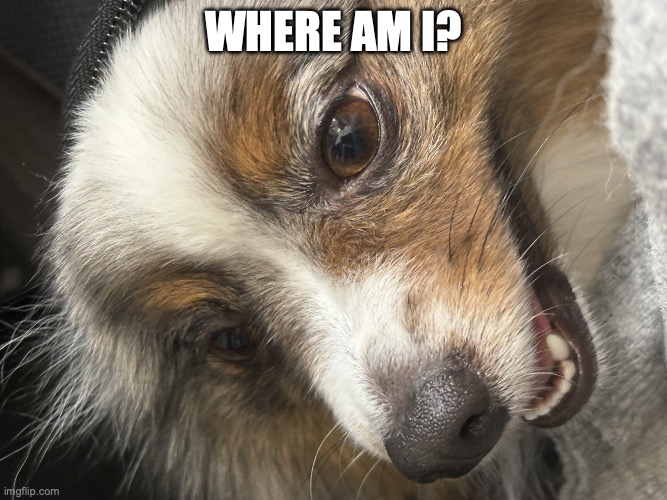 pom | where am i? | image tagged in img_0629 jpeg | made w/ Imgflip meme maker