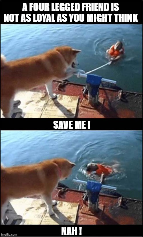 I'll Just Untie This Rope ... | A Four Legged Friend is Not As Loyal As You Might Think; Save Me ! Nah ! | image tagged in dogs,rope,save me,nah | made w/ Imgflip meme maker