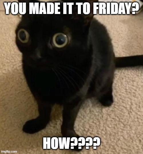 How did you make it to Friday? | You made it to Friday? HOW???? | image tagged in big eye cat,friday,friday 13th,black cat,oh no black cat | made w/ Imgflip meme maker