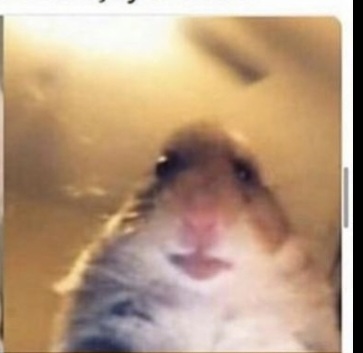 Hamster Blank Meme Template