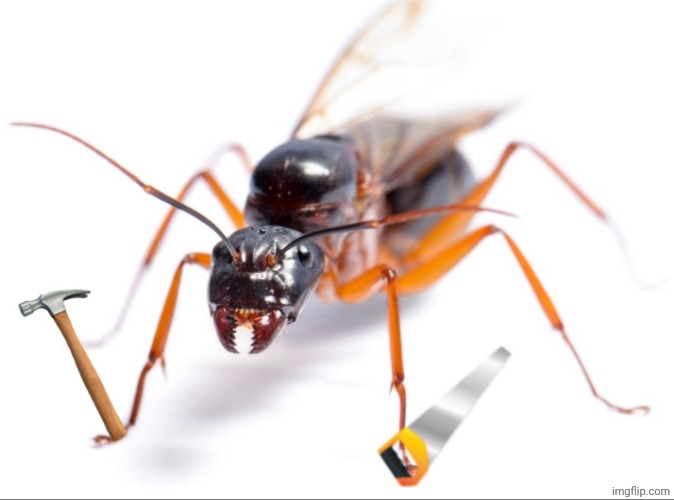 Carpenter Ant | image tagged in carpenter ant | made w/ Imgflip meme maker
