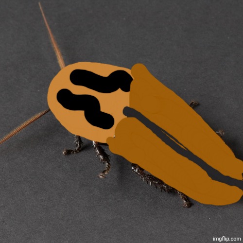 Madagascar Hissing Cockroach | National Geographic | image tagged in madagascar hissing cockroach national geographic | made w/ Imgflip meme maker