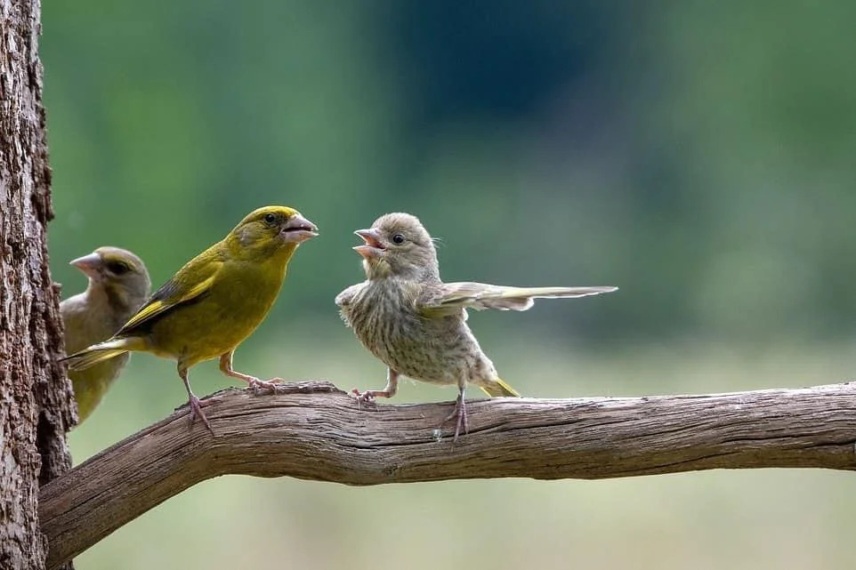 Dispute Birds Blank Meme Template