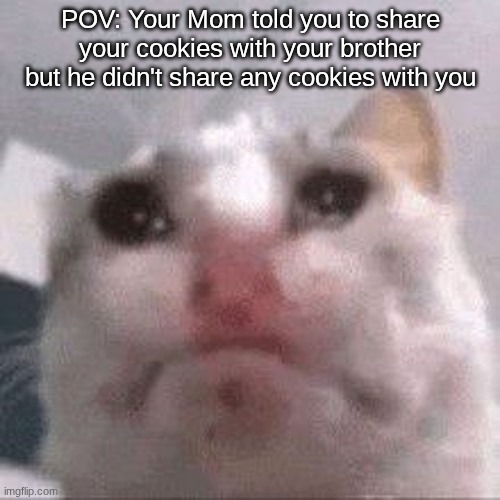 This image has not title | POV: Your Mom told you to share your cookies with your brother but he didn't share any cookies with you | image tagged in sad cat | made w/ Imgflip meme maker