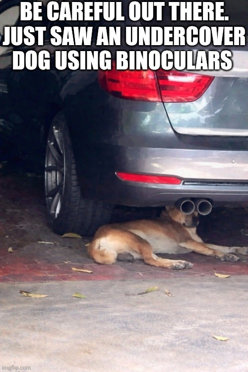 Be Careful Out There Just Saw An Undercover Dog Using Binoculars | Be careful out there. Just saw an undercover dog using binoculars | made w/ Imgflip meme maker