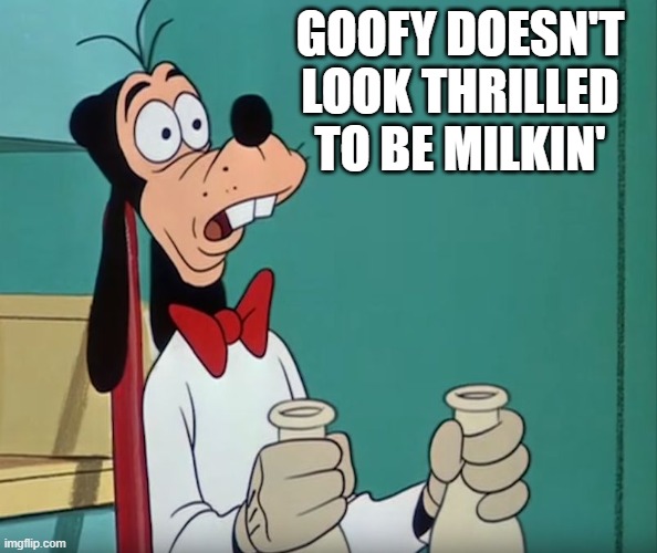Goofy | Goofy doesn't look thrilled to be milkin' | image tagged in goofy | made w/ Imgflip meme maker