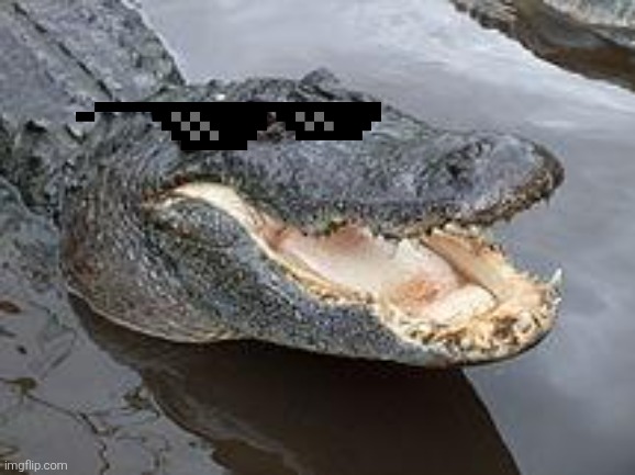 Alligator Wut | image tagged in alligator wut | made w/ Imgflip meme maker